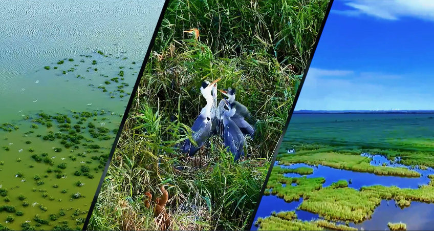生態南大港 鳥鳴鶴歸處
